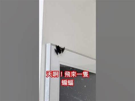 蝙蝠怎麼飛進家裡 床頭窗戶